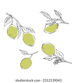 a set of lemons or lime on a doodle style branch