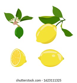 Set of lemons on a white isolated background. Template for packaging, logo, web design. Vector illustration.