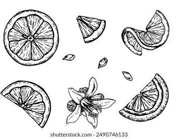 Set of lemons slices hand-drawn black and white line art outline illustration.