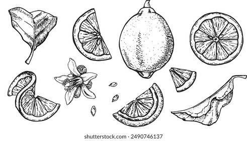 Set of lemons and slices hand-drawn black and white line art outline illustration.