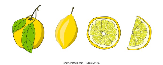 Set of lemons. Whole fruit and slices of lemon. Vector hand drawn elements for design. 