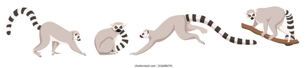 Set of lemurs in different angles and emotions in a cartoon style. Vector illustration of herbivorous African animals isolated on white background.