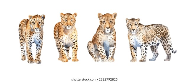 Set of leopard animal watercolor isolated on white background. Vector illustration