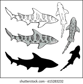 Set Of Leopard Shark