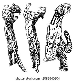 Set of Leopard, wild cats. Hand drawn sketch of clouded leopards. Vector.