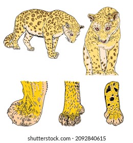 Set of Leopard, wild cats. Hand drawn sketch of clouded leopards. Vector.