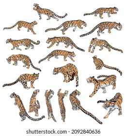 Set of Leopard, wild cats. Hand drawn sketch of clouded leopards. Vector.