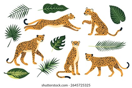 Set of Leopards or cheetah in different poses sits lies jump. Exotic tropical leaves. Vector elements isolated on a white background.