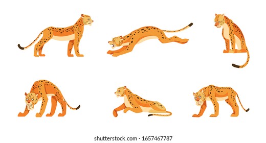 Set of leopards in different poses. Vector illustration, animal design, for printing on fabric, clothing, packaging paper, bedding, printing, postcards. Cute baby background. Cartoon style