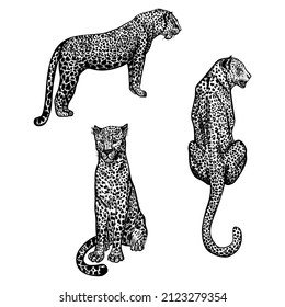 Set Leopards in engraving style isolated on white background. Hand drawn wildlife staying and sitting animals. Vintage sketch cheetahs. Tropical print predator. Vector graphic illustration. - Shutterstock ID 2123279354