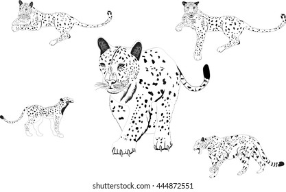 Set leopards illustrations in different poses  isolated white monochrome image