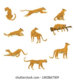 Set of leopards in various poses cute trend style, animal predator mammal, jungle. Vector illustration isolated on white background