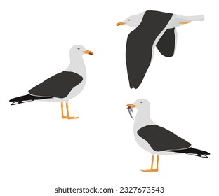 Set of lesser black-backed gull bird. Larus fuscus isolated on white background. Seabird is flying, standing and eating fish. Vector illustration.