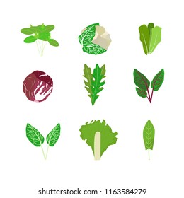Set of lettuce and cabbage leaves on an isolated background