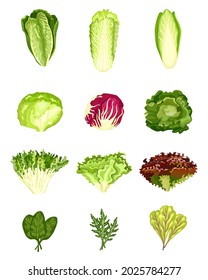 Set lettuce isolated on white background. Different kind salads radicchio, lettuce, romaine, kale, collard, sorrel, spinach, mizuna, healthy organic vegetarian food. Design vector illustration.