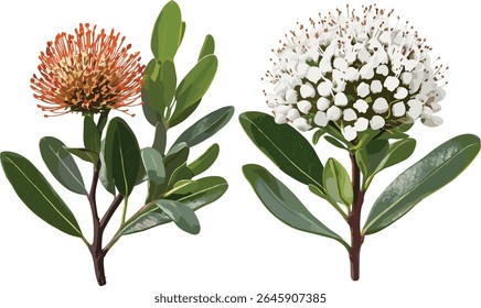 Set of Leucospermum cordifolium ornamental pincushion, bobbejaanklou, Correa alba white correa shrub isolated, garden plants, exotic flowers, vector illustration.