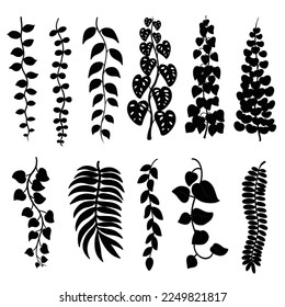 Set of Liana or jungle vines plant. For ornament, element, pattern, web design, logo. Silhouette of Philodendron or climbing twigs of tropical vines and trees isolated vector illustration collection