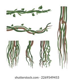 Set of lianas. Vine winding branches. Jungle tropical climbing plants cartoon vector illustration