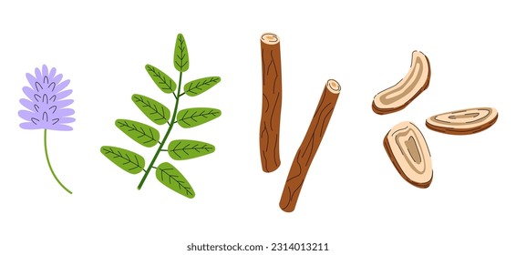 Set of Licorice plant, flowers and leaves. Medical herbs illustration.