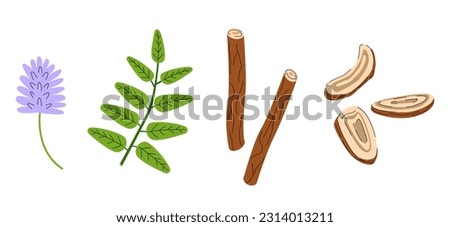 Set of Licorice plant, flowers and leaves. Medical herbs illustration. Imagine de stoc © 