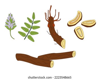 Pflanze von Licorice, Blumen, Wurzeln und Blättern. Medizinische Kräuter-Illustration.