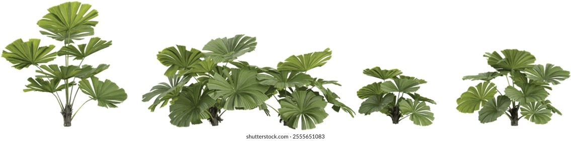 set of Licuala plants on transparent background