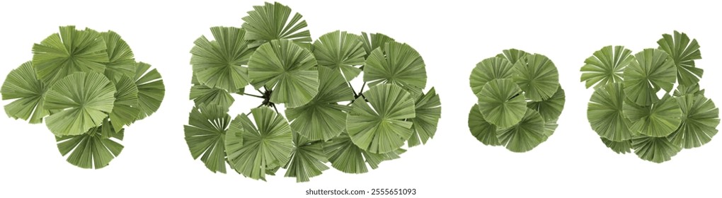 set of Licuala plants on transparent background from the top view