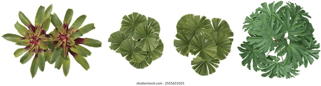 set of Licuala,Tetrapanax plants on transparent background from the top view