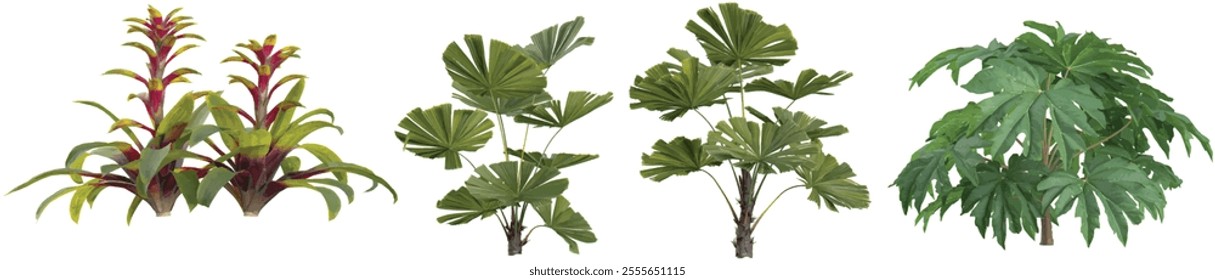 set of Licuala,Tetrapanax plants on transparent background