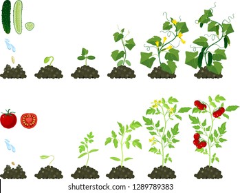 Set of life cycles of agricultural plants. Growth stages of tomato and cucumber plant