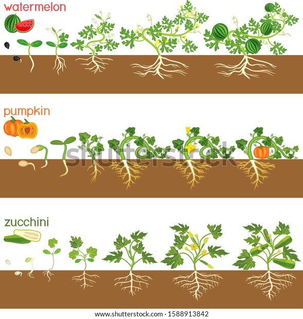 Set Life Cycles Gourd Plants Stages Stock Vector (Royalty Free) 1588913842