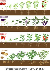 Set of life cycles of nightshade plants (pepper, tomato, potato and eggplant). Stages of vegetable plant growth from seed and sprout to harvest isolated on white background