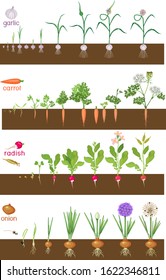 Set of life cycles of vegetable plants (garlic, radish, carrot and onion). Stages of vegetable plant growth from seed and sprout to harvest isolated on white background