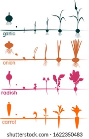 Set of life cycles of vegetable plants (garlic, radish, carrot and onion). Stages of vegetable plant growth from seed and sprout to harvest isolated on white background