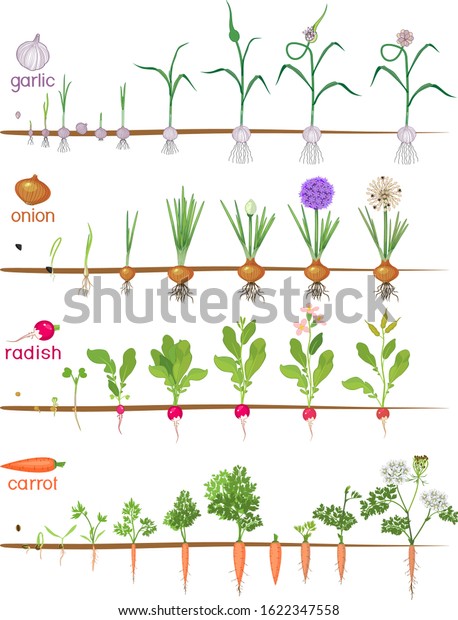 Set Life Cycles Vegetable Plants Garlic Stock Vector (Royalty Free ...