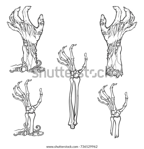 腐りかけたゾンビの手や 地面の下から立ち上がり 引きちぎられている骸骨の手が描かれた 生きているようなセット 白い背景に線形の図面 Eps10のベクター イラスト のベクター画像素材 ロイヤリティフリー