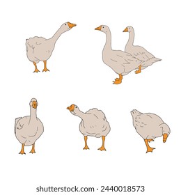 Set of light brown geese. Vector icon illustration of cute farm goose domestic ducks.