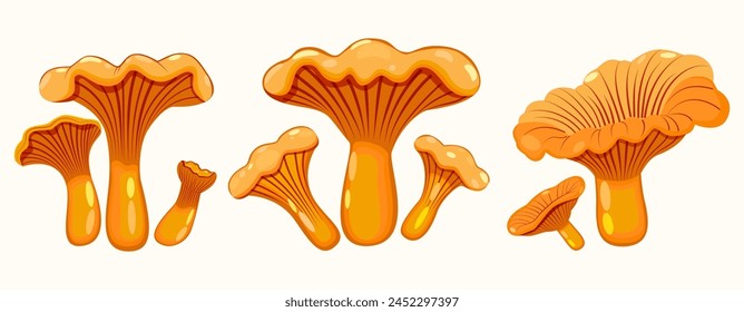 Set of light orange chanterelle mushrooms. Common or real chanterelle. Close-up. Vector. Spring-autumn season.