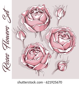 Set of a light pink Rose flowers and bud on a gray background. Vector illustration.