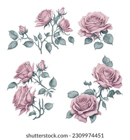 Set of Light Pink Rose Watercolor Flower Arrangement Illustrations.