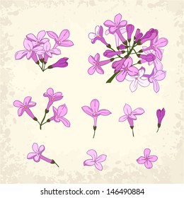 set of lilac blossom details, vector illustration, eps10