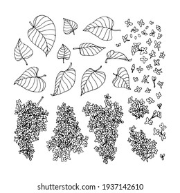 set of lilac branches with flowers and leaves, for ornaments, decorative frames, borders, vector illustration with black ink contour lines isolated on a white background in doodle and hand drawn style