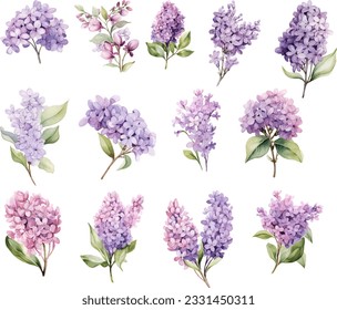 Set of lilac branches and flowers watercolor style isolated on white background