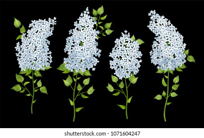 Set of lilac flower branches on black background