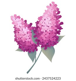 Set of lilac flower branches on white background. Vector illustration. Spring flowers