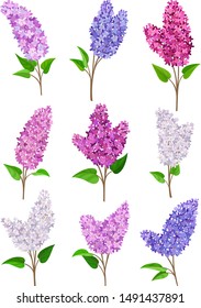 Set of lilac flowers. Vector illustration on a white background.