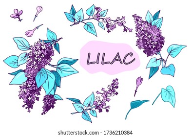 set, lilac, inflorescencias, hojas, ilustración vectorial, bocetos, doodle