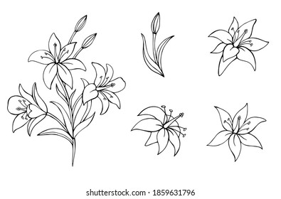 Set of lilies. Botanical vector illustration. Great for greeting cards, backgrounds, holiday decor. 