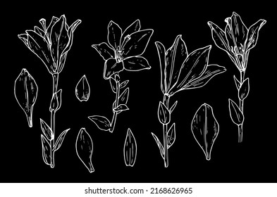 a set of lilies. hand-drawn in sketch style, a set of lily flowers in different angles, petals and leaves, isolated white outline on black for a design template. botanical drawing of a lily flower