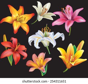 Set of lilies heads on black background